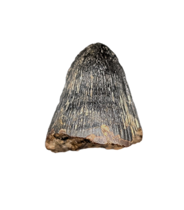Deinosuchus (Crocodile) Tooth from Texas