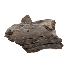 Champsosaurus Jaw Section, Judith River Formation