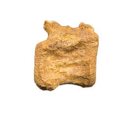 Theropod Dinosaur Vertebra, Kem Kem