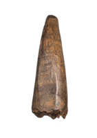 Tyrannosaur Tooth, Judith River Formation