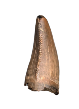 Tyrannosaurus Rex Tooth