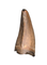 Tyrannosaurus Rex Tooth