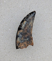Saurornitholestes (Raptor) Tooth, Judith River Formation