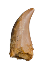 Noasaurid Pre Maxilla Tooth, Kem Kem