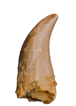 Noasaurid Pre Maxilla Tooth, Kem Kem
