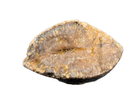 Tyrannosaurus Rex Tooth