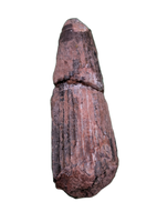 Ichthyovenator Tooth (Rare Spinosaurid), Early Cretaceous