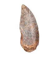 Kryptops Tooth, Elrhaz Formation