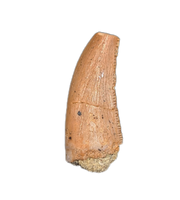 Theropod Tooth from the Mid Jurassic, Madagascar