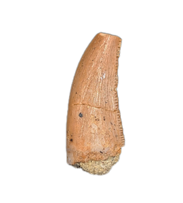 Theropod Tooth from the Mid Jurassic, Madagascar