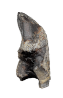 Camarasaurus Tooth from the Morrison Formation