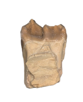 Poebrotherium (Camelid) Tooth, White River Fauna
