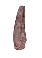 Ichthyovenator Tooth (Rare Spinosaurid), Early Cretaceous