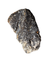 Camarasaurus Tooth