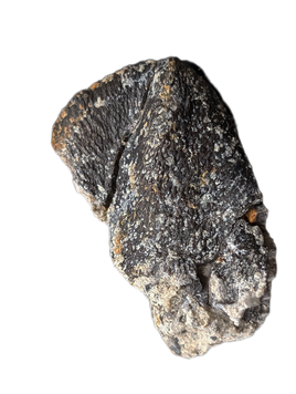 Camarasaurus Tooth
