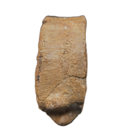 Brachypterigus (Ichthyosaur) Vertebra Jurassic Period, England.