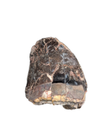 Phytosaur Dentary Tooth, Chinle Formation