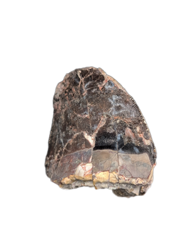 Phytosaur Dentary Tooth, Chinle Formation