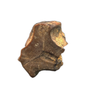 Triceratops Tooth