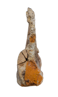 Edmontosaurus Tail Vertebra