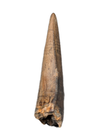 Tyrannosaur Tooth, Judith River Formation