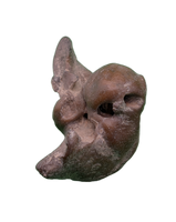 Dolphin (Kentrodontidae) Ear Bone, Calvert Formation, 15-27 Million Years Old