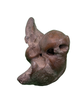 Dolphin (Kentrodontidae) Ear Bone, Calvert Formation, 15-27 Million Years Old