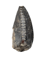 Iguanodon Tooth, England, Early Cretaceous
