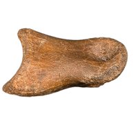 Struthiominus Toe Bone, Hell Creek