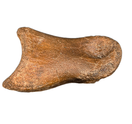 Struthiominus Toe Bone, Hell Creek