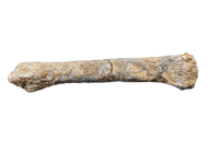 Theropod Dinosaur Metacarpal, Kem Kem