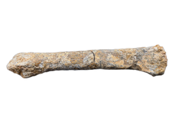 Theropod Dinosaur Metacarpal, Kem Kem