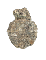 Apatosaurus Tail Vertebra, Morrison Formation