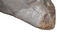 Tyrannosaur Tooth, Two Medicine Formation