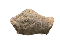 Sauropod Fused End of Tail Vertebra