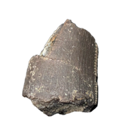 Allosaurus Tooth,  Morrison Formation