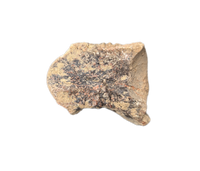Crocodile Vertebrae, Bridger Formation, Wyoming