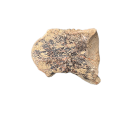 Crocodile Vertebrae, Bridger Formation, Wyoming