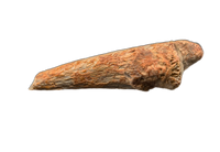 Troodon Foot Claw, Hell Creek Formation