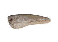 Turtle Claw