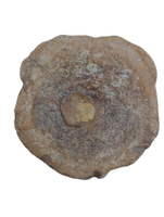 Brachypterigus (Ichthyosaur) Vertebra Jurassic Period, England.