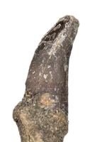 Theropod (Torvosaur?) Dinosaur Tooth, El Mers Formation