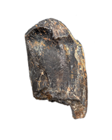 Camarasaurus Tooth from the Morrison Formation