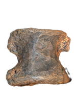 Stegosaurus Caudal Vertebrae, Morrison Formation