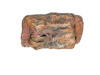 Allosaurus Tail Vertebra, Morrison Formation