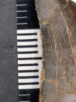 Ceratosaurid Tooth from the Mid Jurassic, Madagascar