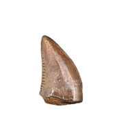 Dromaeosaur (Raptor) Tooth, Aguja Formation, Texas