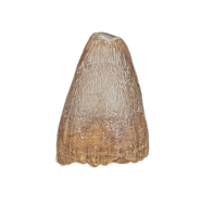 Deinosuchus (Crocodile) Tooth from Texas