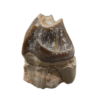 Titanothere(Megacerops) Tooth