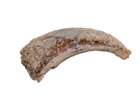 Theropod Dinosaur Claw, Kem Kem